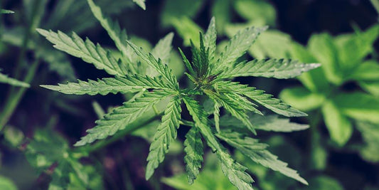 Cannabis: Natürliche Hilfe mit Bambuskohle und Bambusextrakt - deNatura