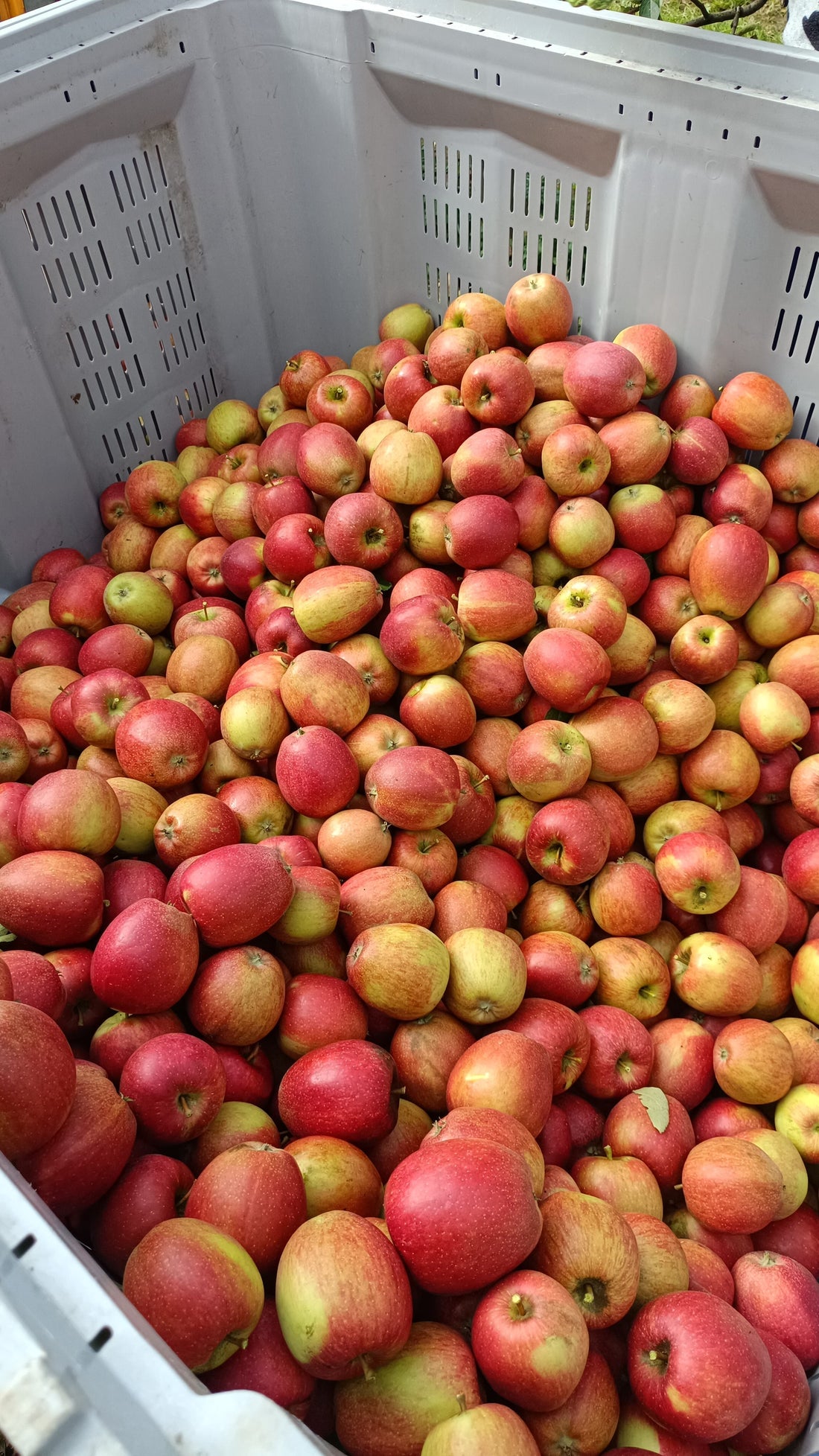 Erfahrungsbericht Obsthof Schöngarten aus Lindau (Zitat: Herr Büchele) - deNatura