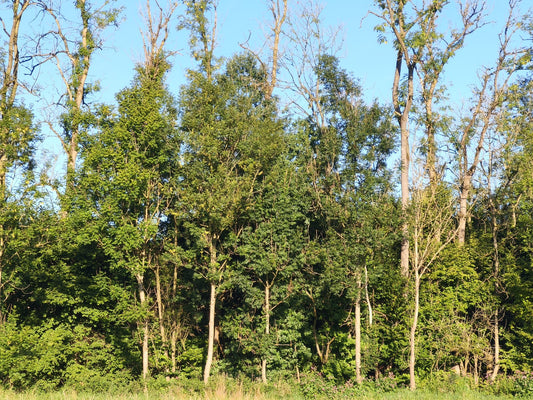 Eschentriebsterben – Warum neue biologische Ansätze im Waldschutz an Bedeutung gewinnen - deNatura