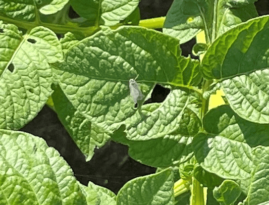 Karrikin im Kartoffel- & Zuckerrübenanbau: Vorteile, Erfolge & Zukunftsperspektiven - deNatura