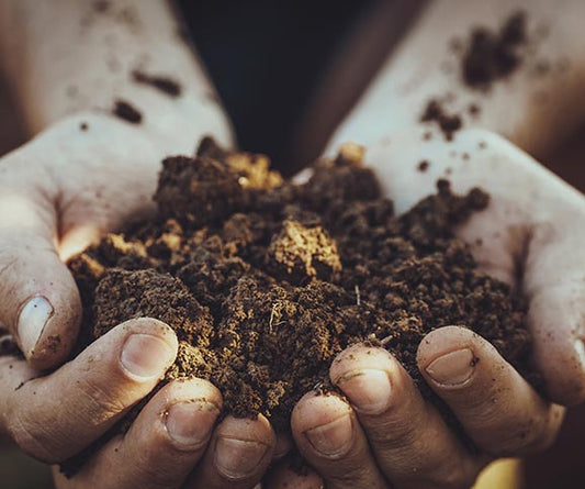 Pestizidrückstände gefährden das Bodenleben - deNatura
