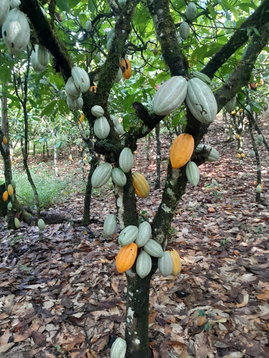 Von Missernte zum Erfolg – Kakaoanbau in Ghana - deNatura