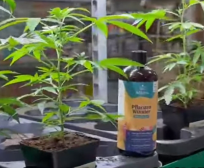 Video laden: 🌱 deNatura Pflanzenwunder im Hanf-Test – funktioniert das wirklich?